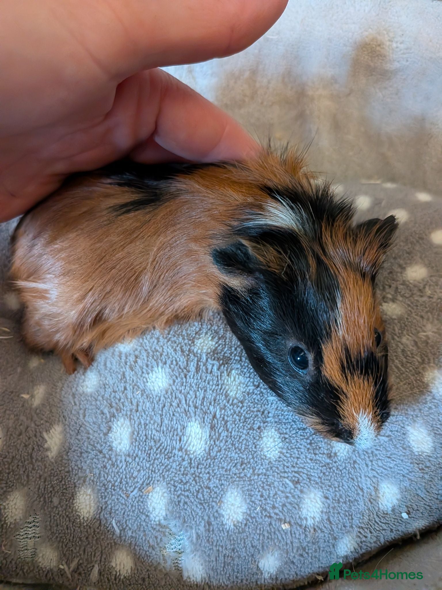 Guinea Pig rodents  baby boy Guinea pigs - Advert 13