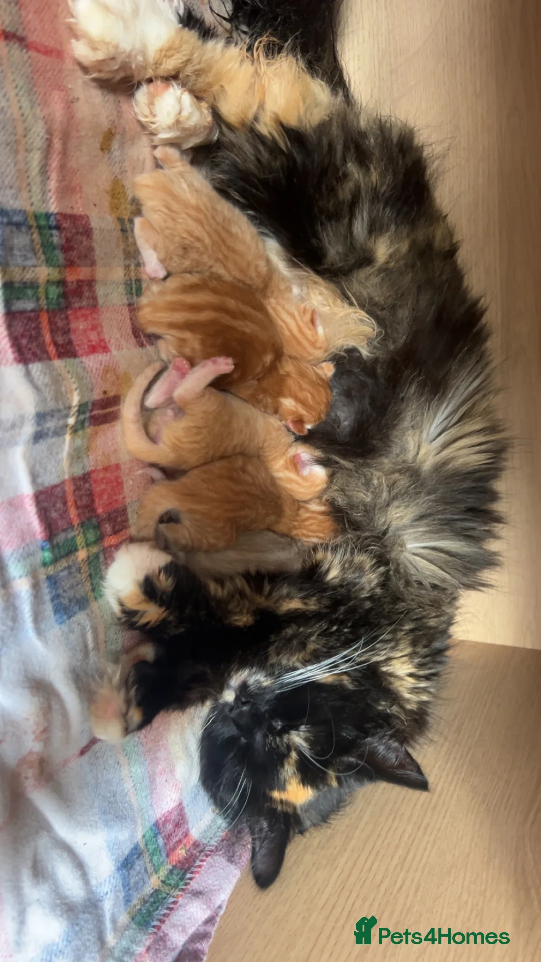 Mixed Breed cats for sale: 4 ginger boys looking forever home  in Salisbury - Advert 2