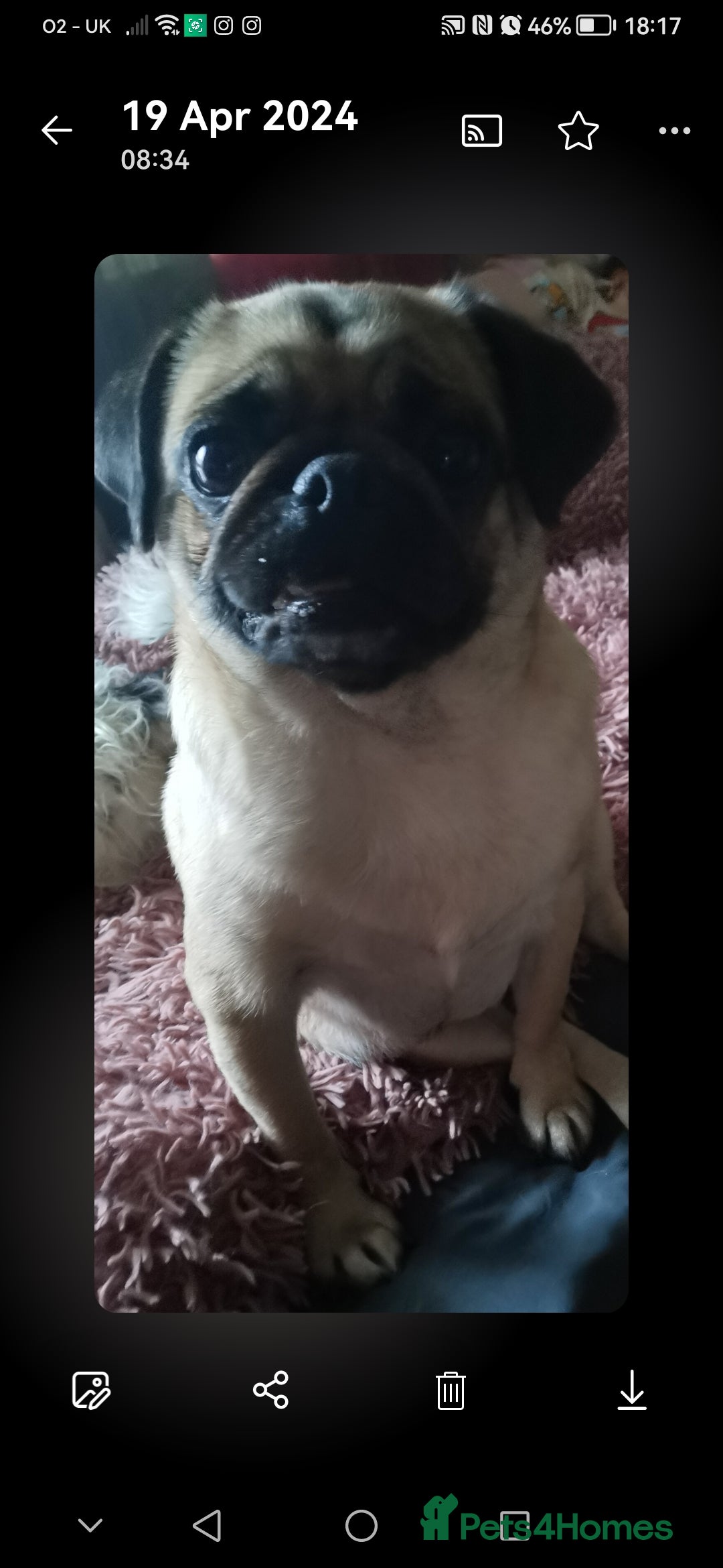 Pug dogs for sale: Luna for sale - Advert 6