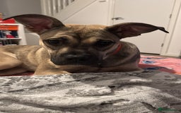 Presa Canario dogs for sale: Female Presa Canario - Image 5