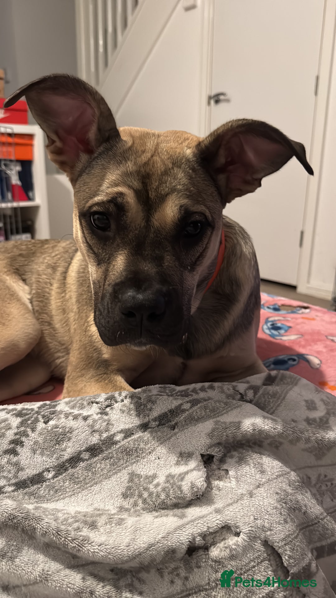 Presa Canario dogs for sale: Female Presa Canario - Image 5