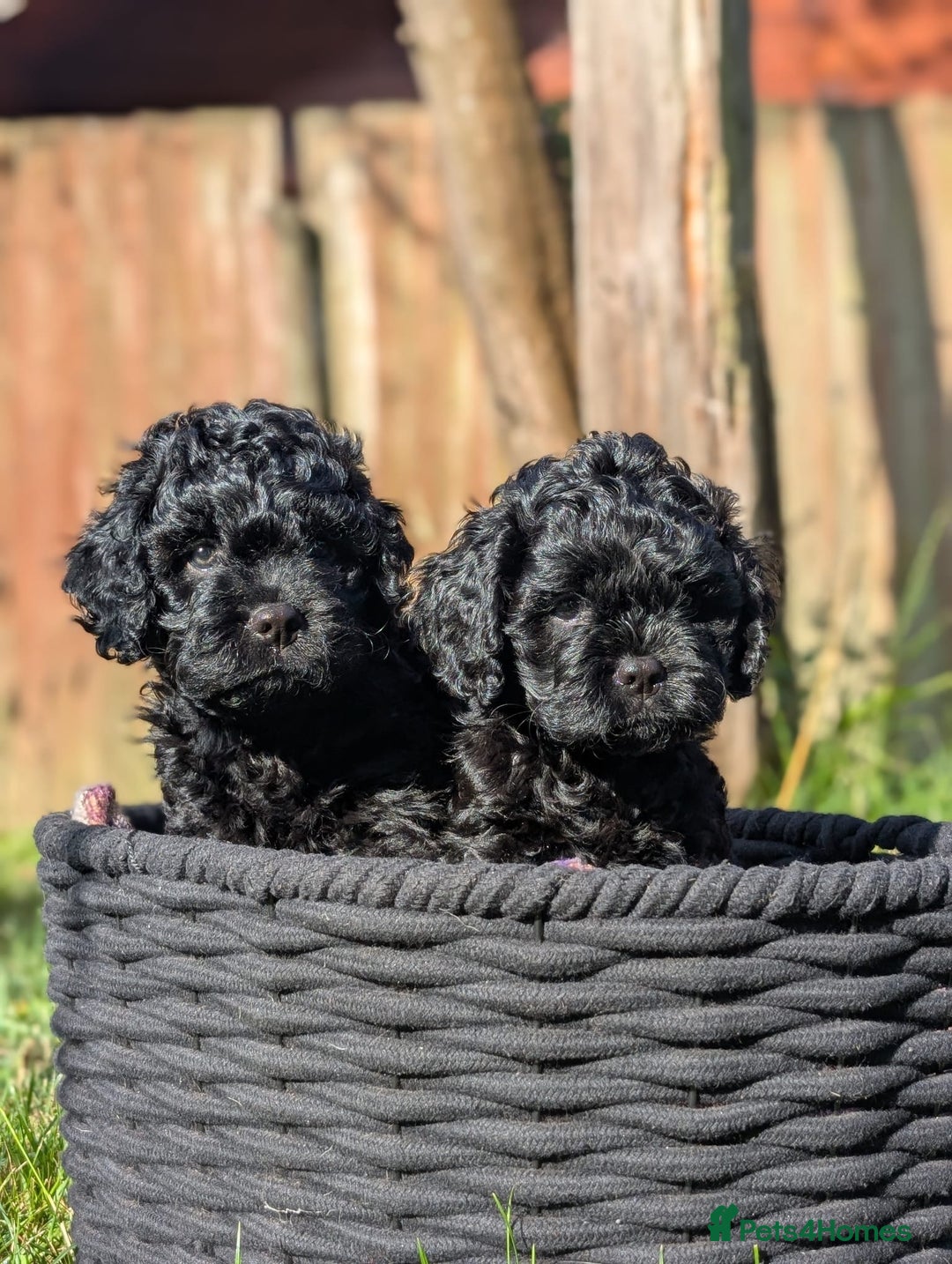 Mixed Breed dogs for sale: 💜💛🧡 PREMIUM CAVAPOOS READY TO GO 💜💛🧡 - Image 2