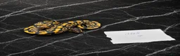 Python Snake reptiles for sale: Hatchling Ball Pythons Available!! - Advert 8