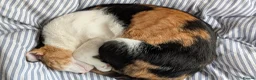Arabian Mau cats for adoption: Female Rescue Cat for Adoption - Advert 8