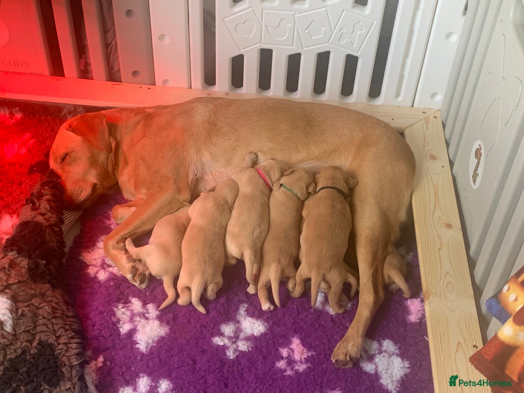 Labrador Retriever dogs for sale: Labrador Retriever Puppies for sale  - Advert 13