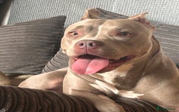 Mixed Breed dogs for sale: Help wanted  - Image 1