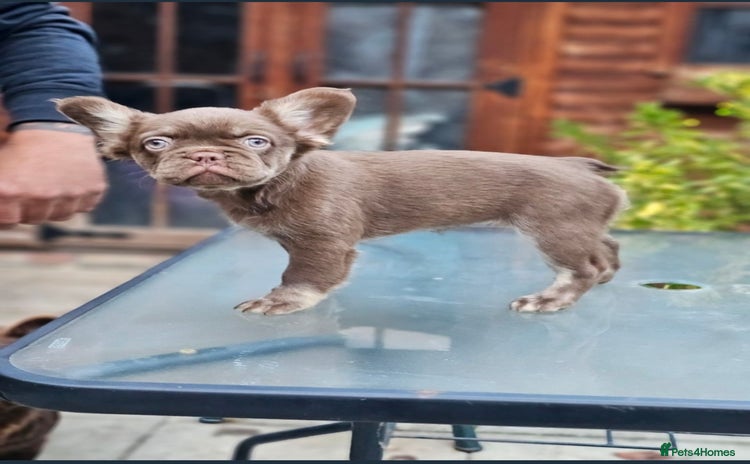 French Bulldog dogs - Advert 1