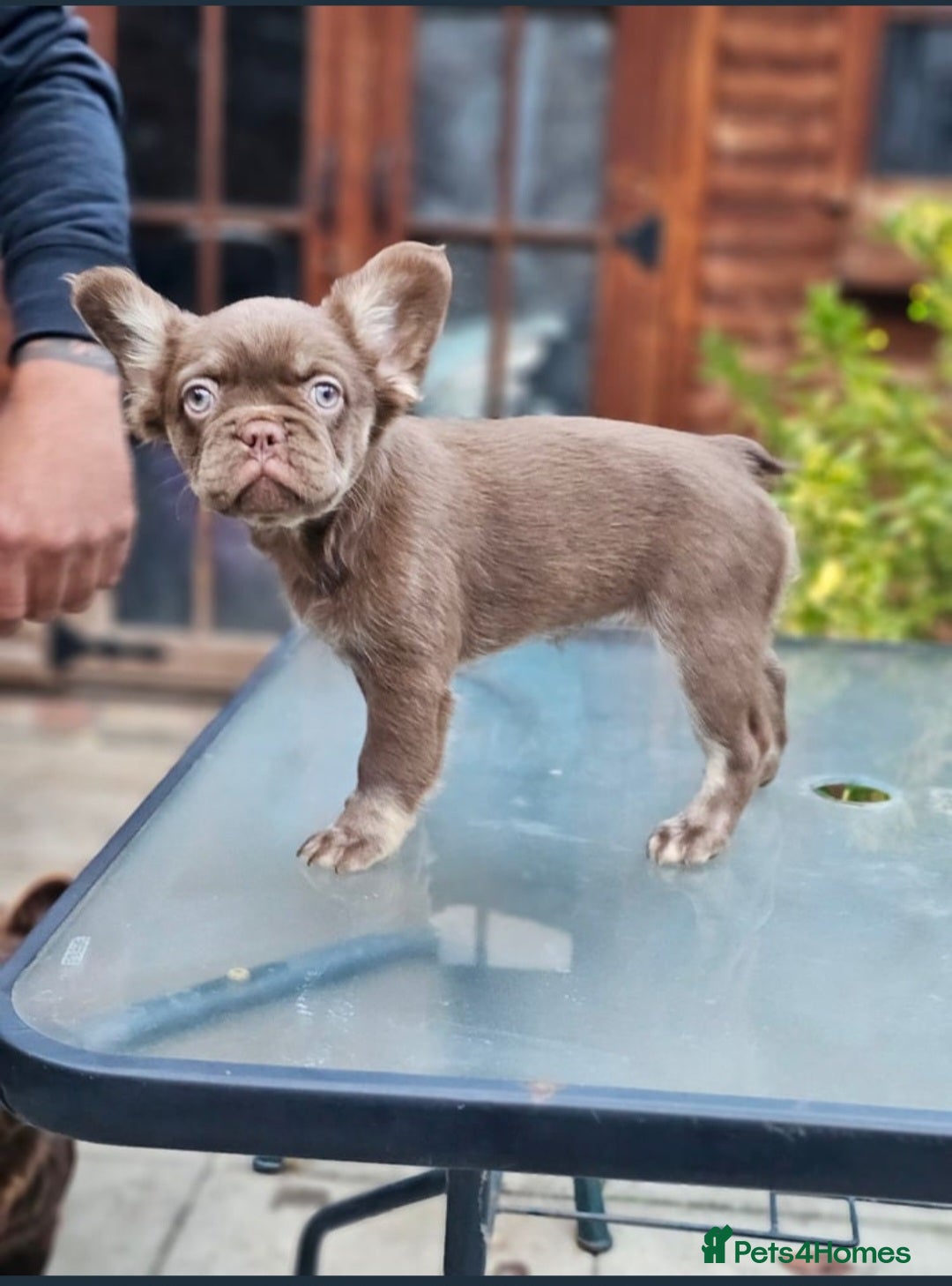 French Bulldog dogs for sale: Full fluffy chocolate rojo & Isabella (Girl) - Image 1