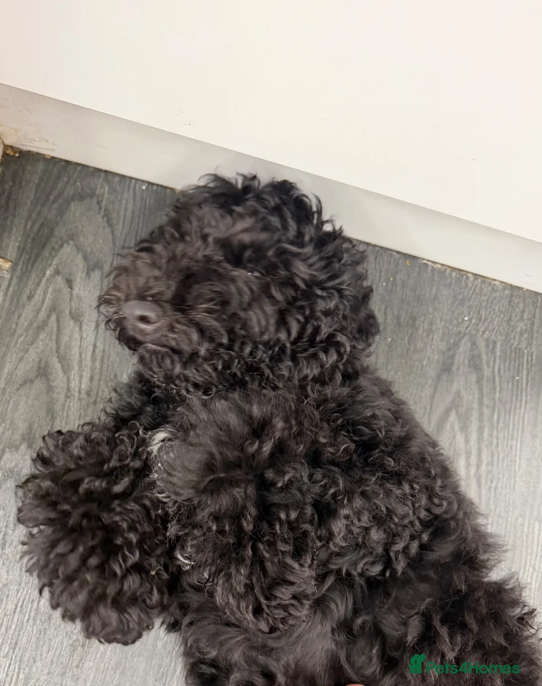 Cockapoo dogs for sale: Cockopoo  in Blandford Forum - Advert 5