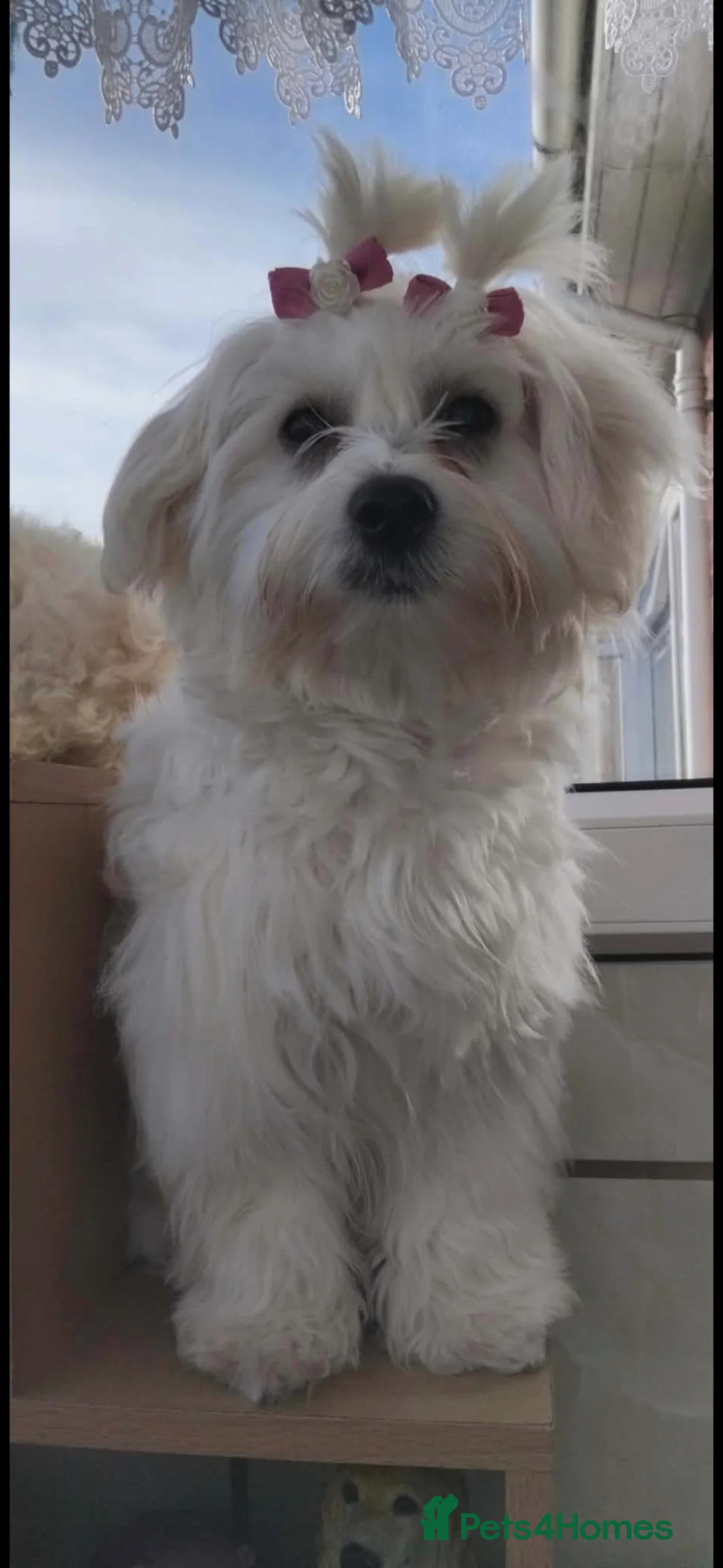 Mixed Breed dogs for sale: Maltese x Havanese Puppies - Advert 2