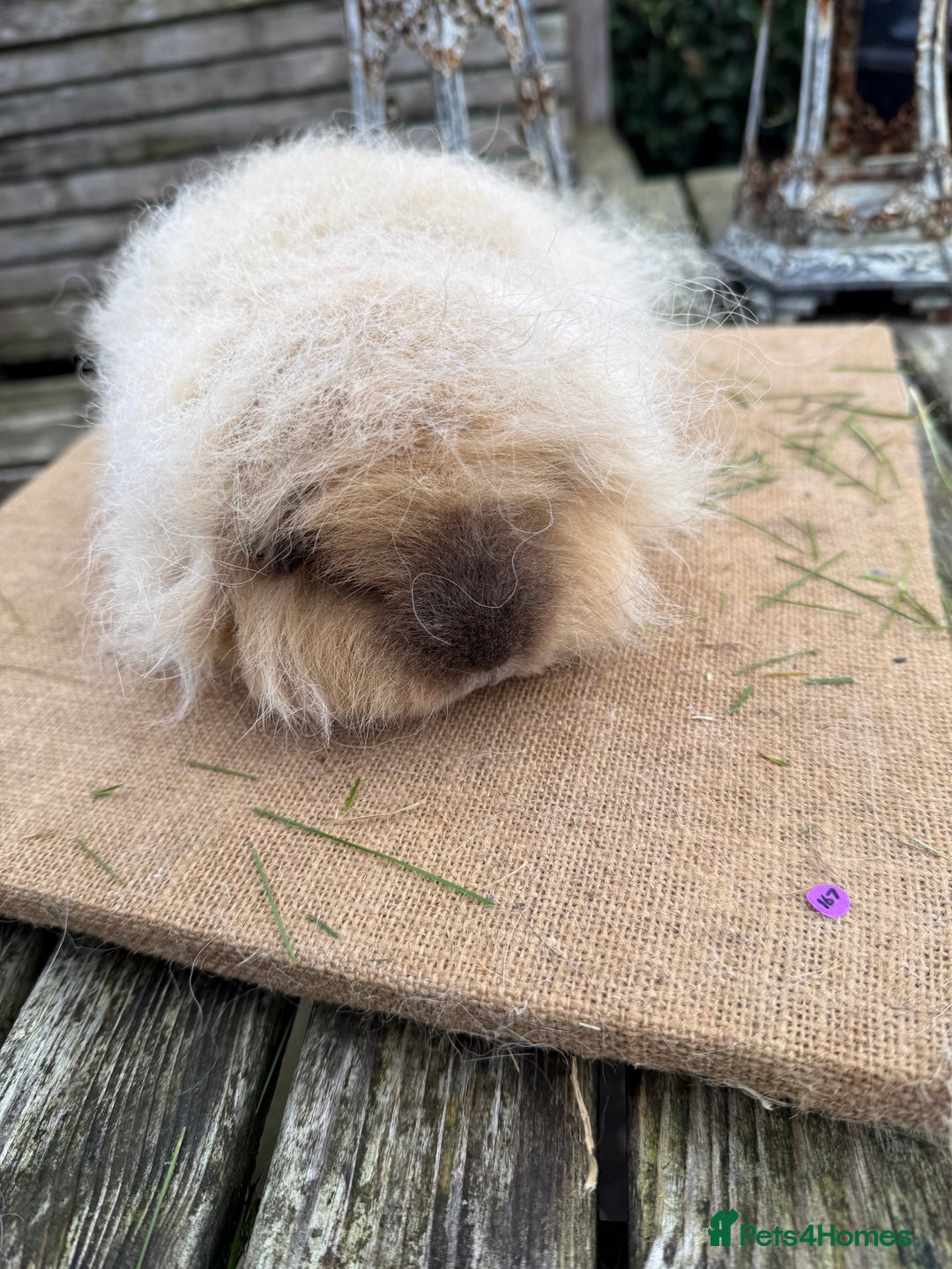 Guinea Pig rodents for sale: Pure bred California & Swiss guineapigs  - Advert 33