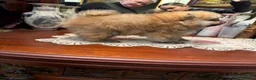 Pomeranian dogs for sale: Pomeranian Boy 🩶 - Advert 4