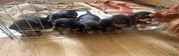 Dachshund dogs for sale: Beautiful Dachshund pups in Bristol - Advert 9