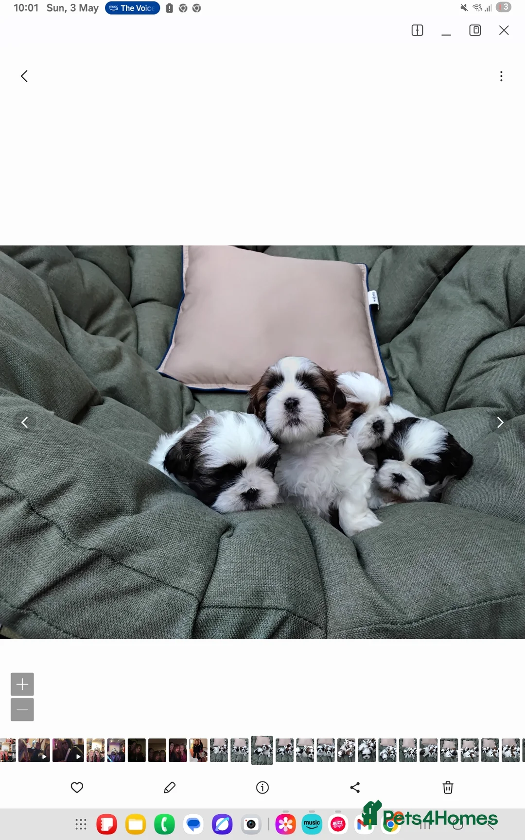 Shih Tzu dogs for sale: Ive 2 puppys ready to leave  - Advert 2