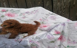 Miniature Poodle dogs for sale: Miniature poodles  - Image 21