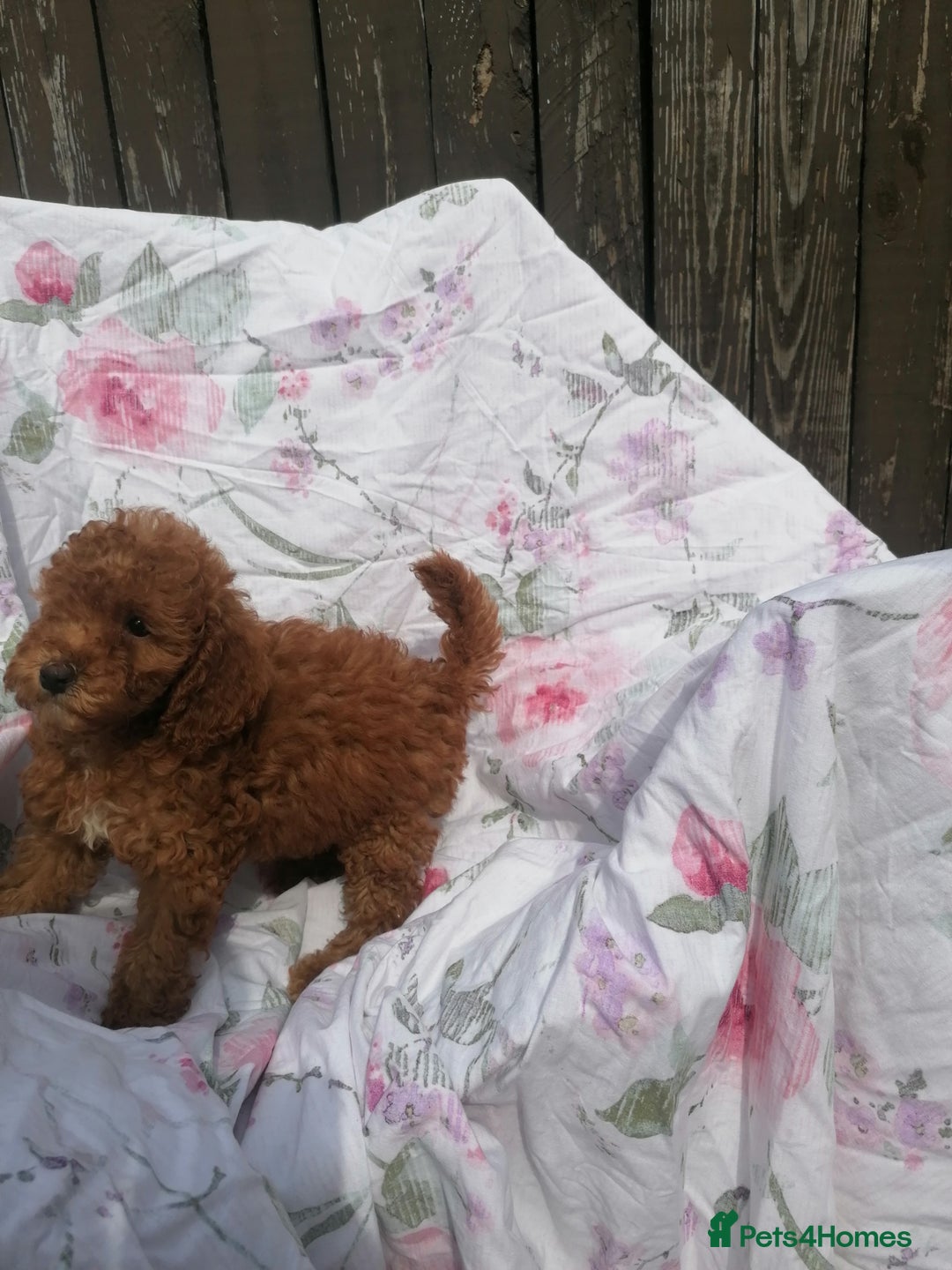 Miniature Poodle dogs for sale: Miniature poodles  - Image 21