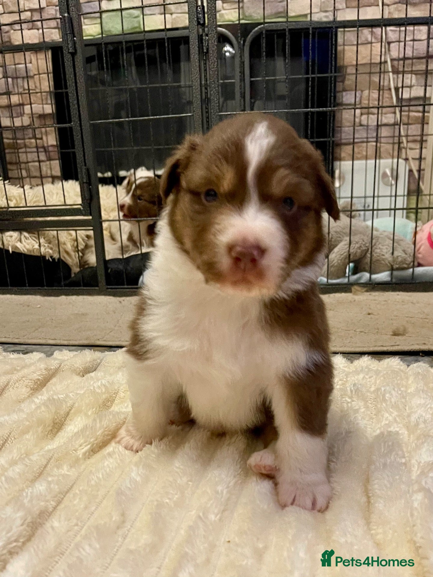 Australian Shepherd dogs Cute Australian Shepherd puppies♥️ - Advert 2