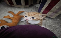 Mixed Breed cats for sale: Female ginger tabby kitten - Image 2