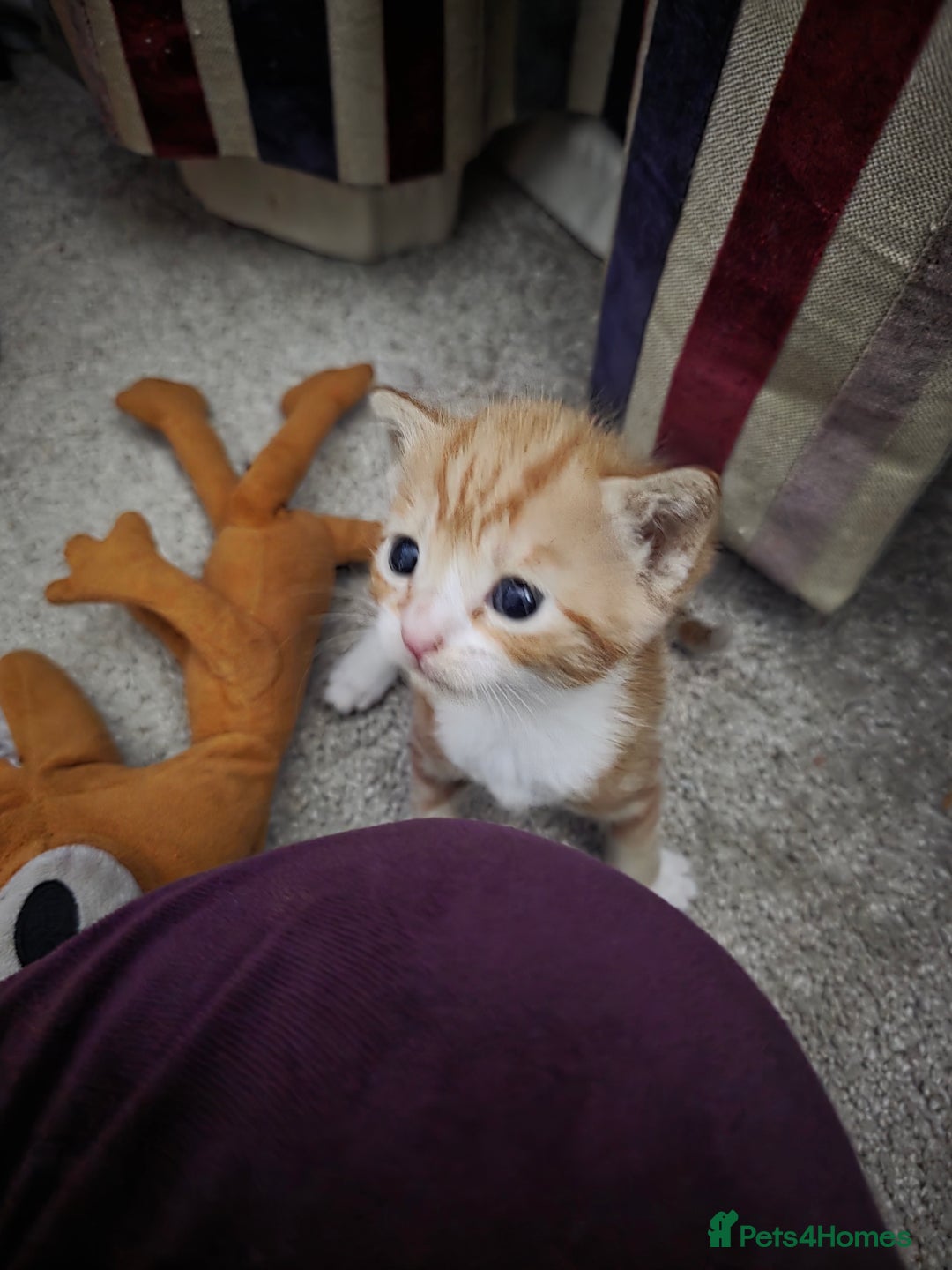 Mixed Breed cats for sale: Female ginger tabby kitten - Image 2