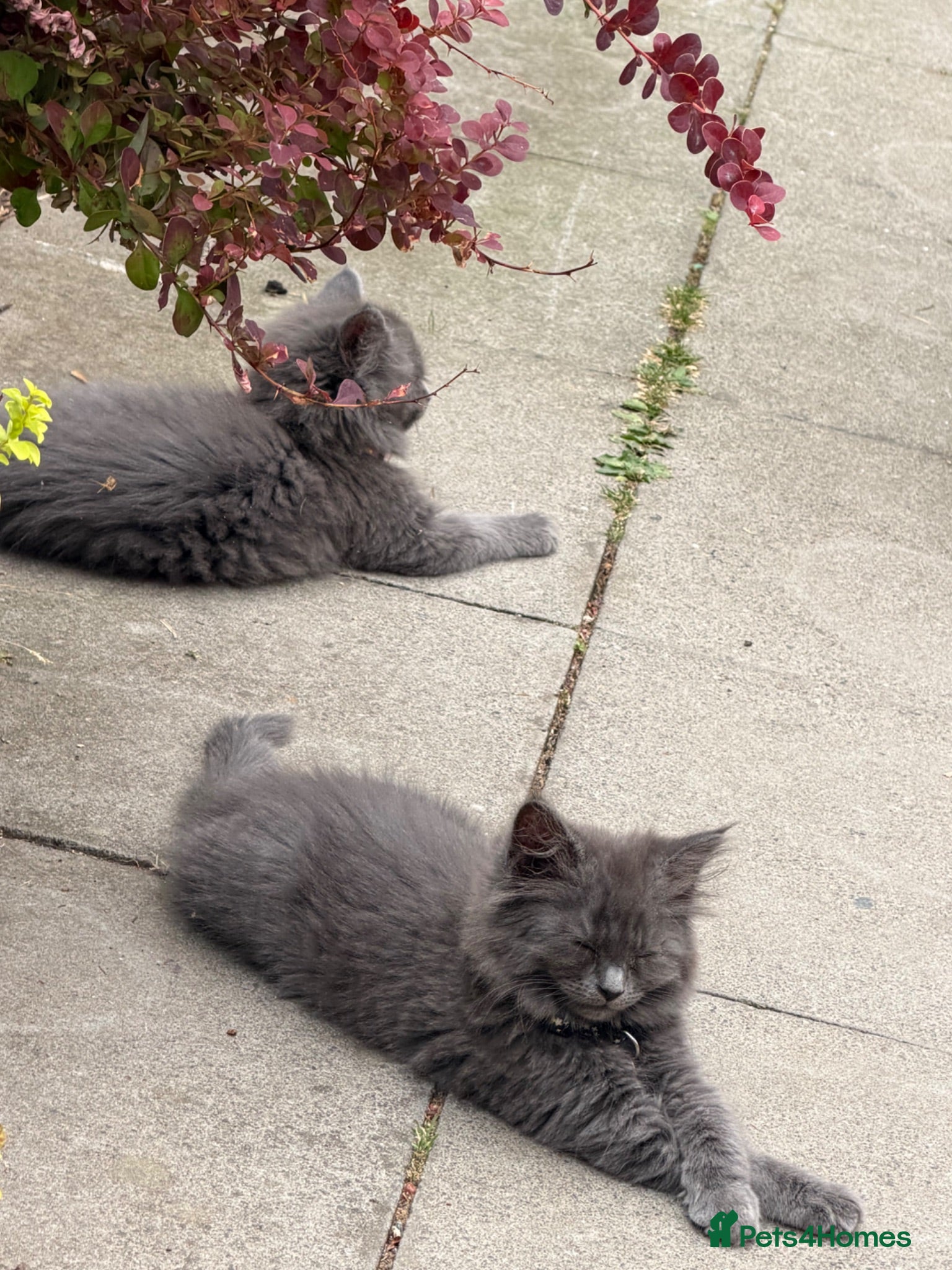 British Longhair cats ***Only 1 beautiful girl available*** - Advert 10