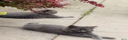 British Longhair cats for sale: ***Only 1 beautiful blue girl available*** - Advert 3
