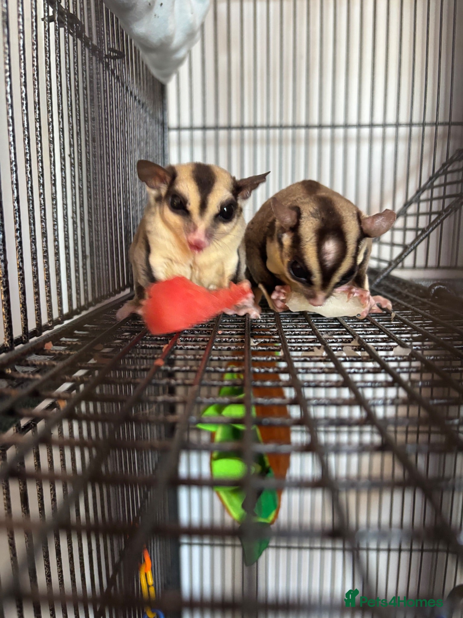 Sugar Glider rodents 2 male sugar gliders (brothers) - Advert 1