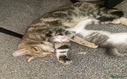 European cats for sale: 4 Cute & Cuddly Kittens Ready For Forever Home - Image 29
