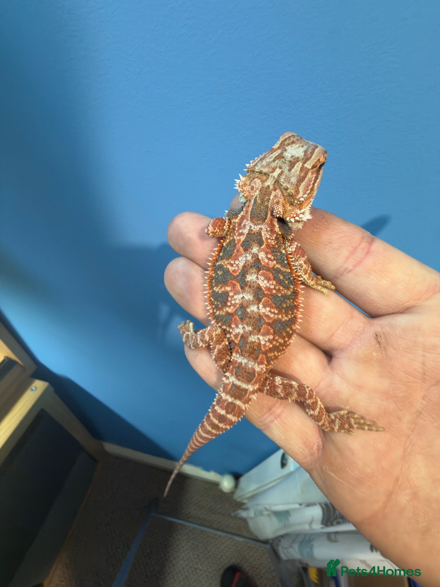 Bearded Dragon reptiles 💥💥💥Baby Dragons - READY TO GO!!!  - Advert 2