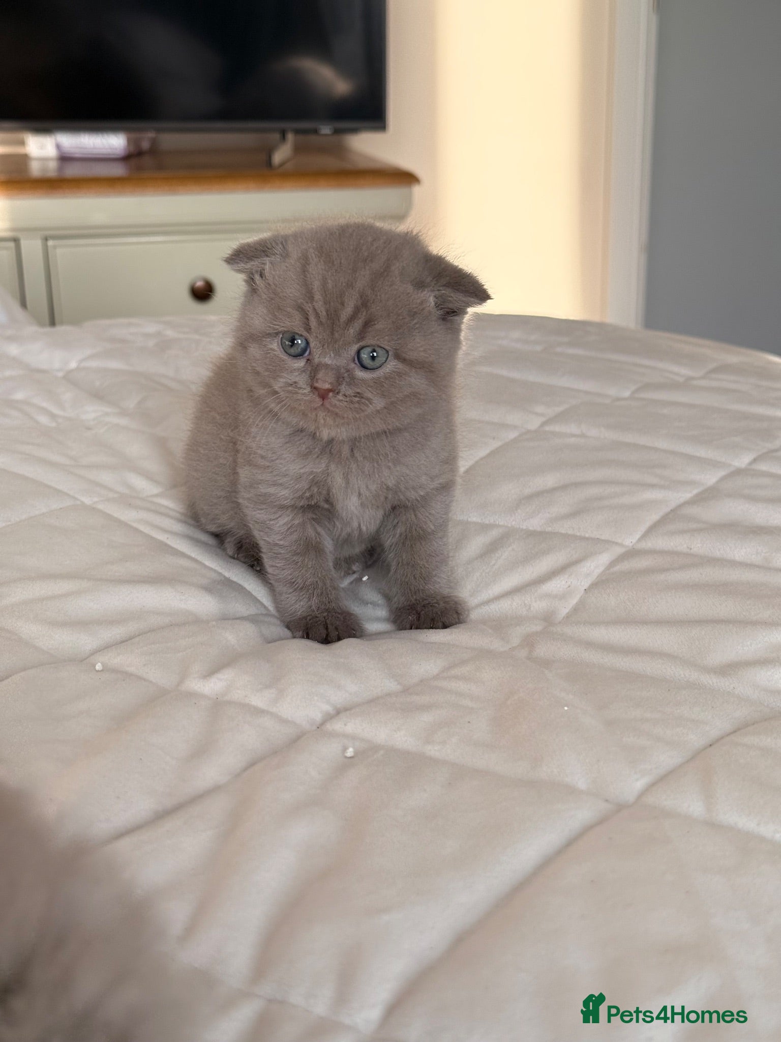 British Shorthair cats British shorthair X Scottish fold  - Advert 1