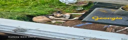 Mixed Breed dogs for adoption: Georgia & Tank, Available for adoption. - Advert 6