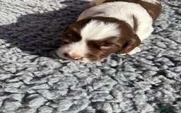 English Springer Spaniel dogs for sale: Stunning KC Reg Springer Spaniel Puppies For Sale - Image 6