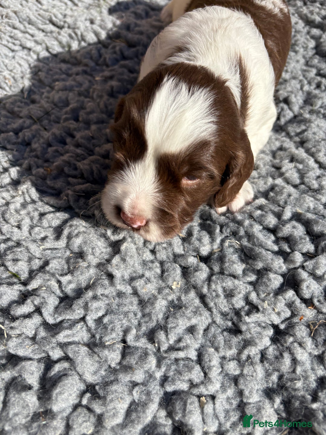 English Springer Spaniel dogs for sale: Stunning KC Reg Springer Spaniel Puppies For Sale - Image 6