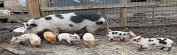 Pig livestock for sale: 🐷💛ADORABLE MINI PIGLETS💛🐷 - Advert 7