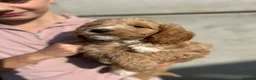 Cockapoo dogs for sale: Cockapoo Puppies - Advert 8