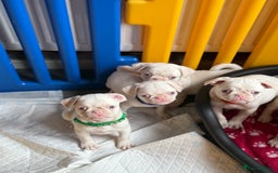 Pug dogs for sale: 5 REDUCED PUG PUPPYS🩵 ready to leave  - Image 6
