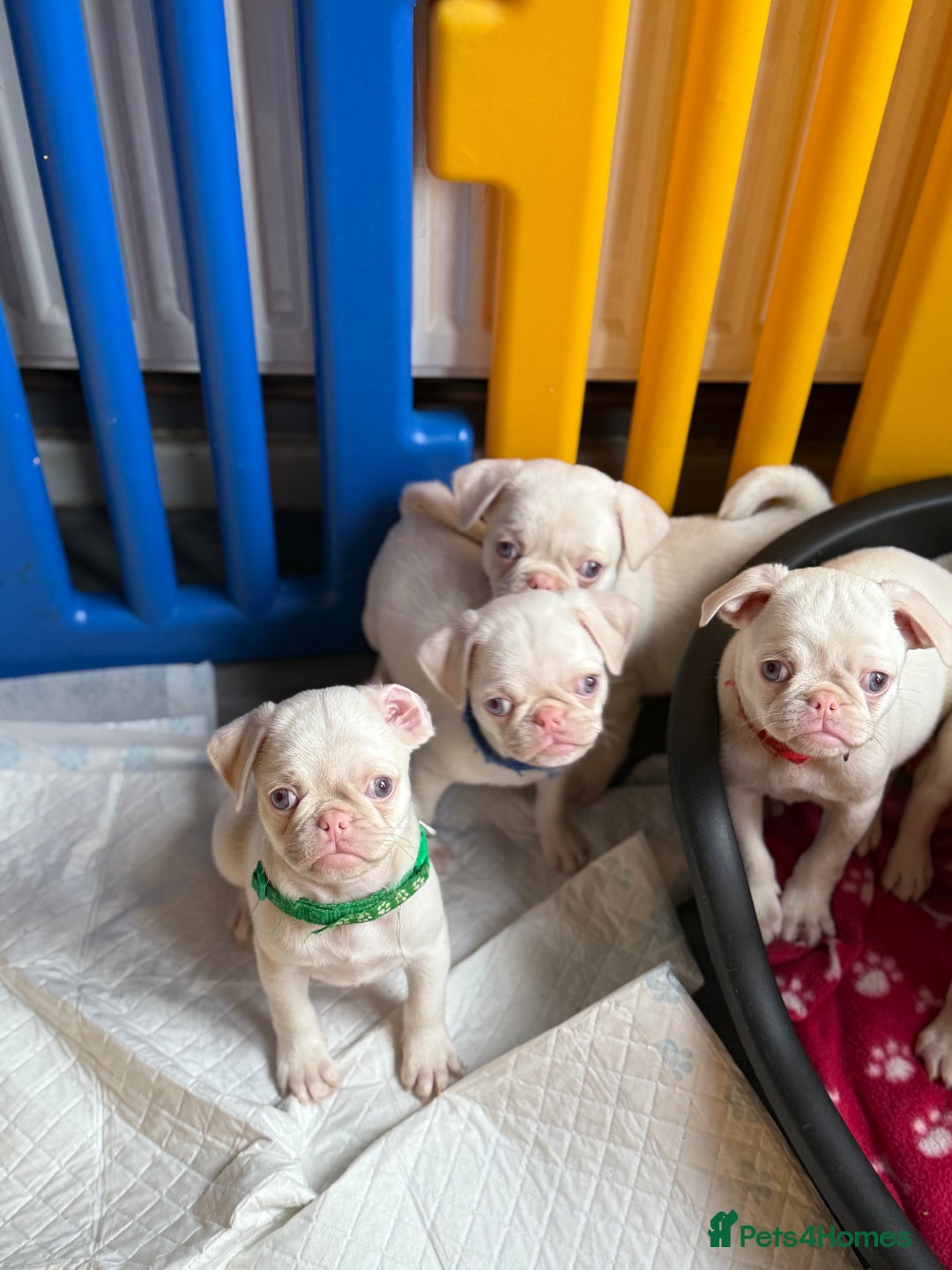 Pug dogs for sale: 5 REDUCED PUG PUPPYS🩵 ready to leave  - Image 6