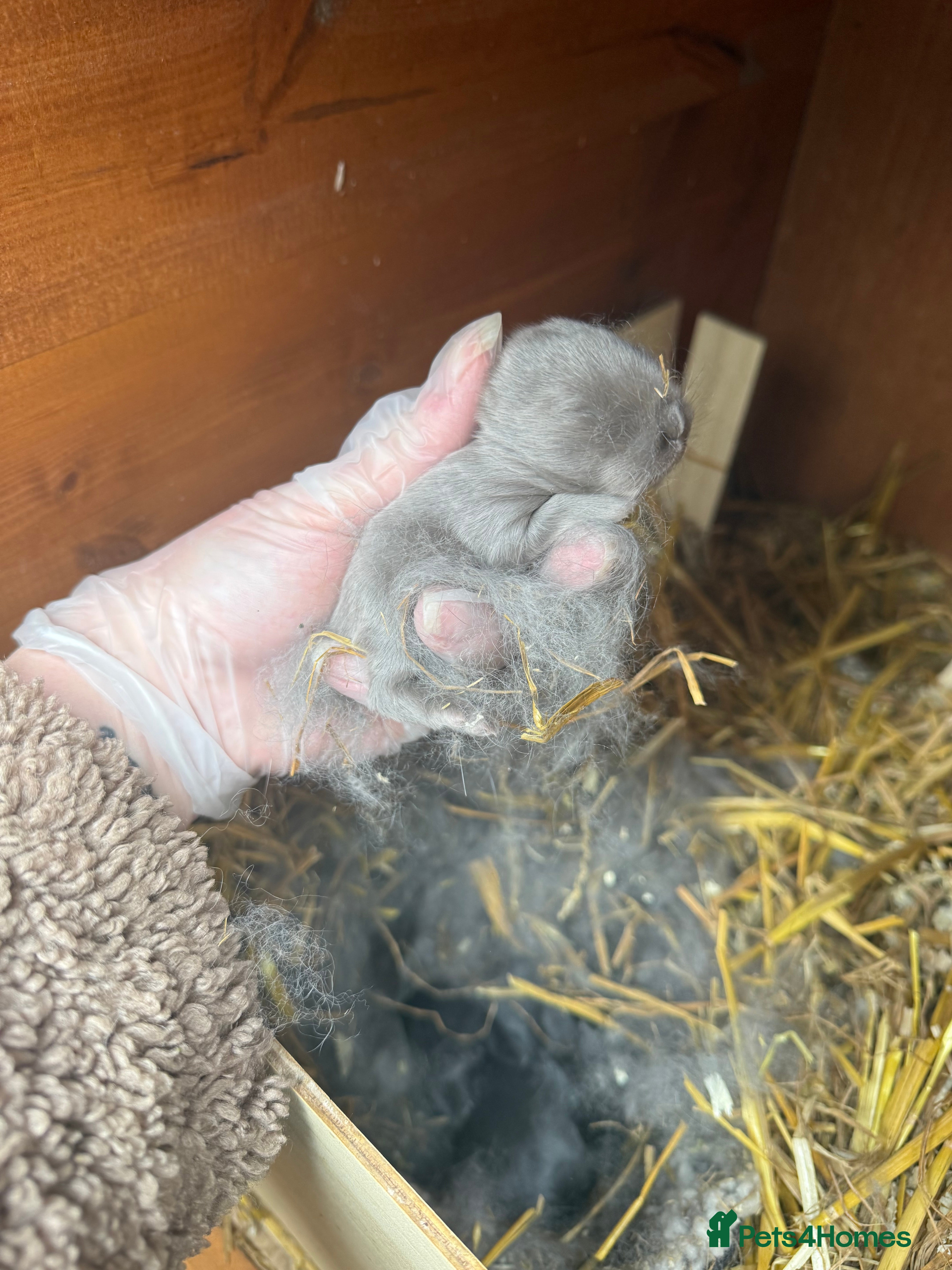 Mini Lop rabbits Blue & Lilac Mini Lops - Waiting List Now Open - Advert 1