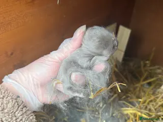 Mini Lop rabbits Blue & Lilac Mini Lops - Waiting List Now Open - Advert 1