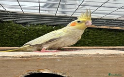 Cockatiels birds for sale: Baby lorrekeet £300 /cockatiels £80 each  - Image 7