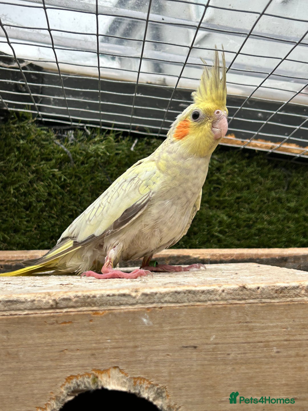 Cockatiels birds for sale: Baby lorrekeet £300 /cockatiels £80 each  - Image 7