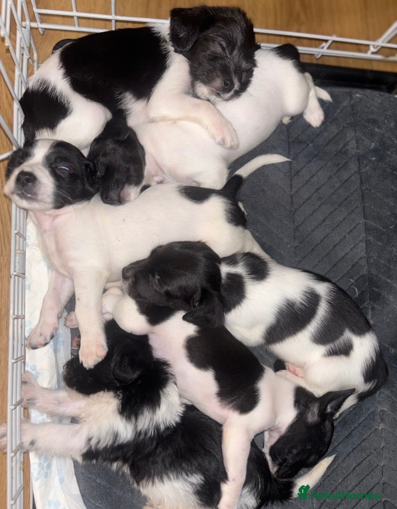 Sprocker dogs 7x Black and White Sprocker Spaniel pups - Advert 1