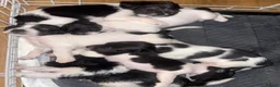Sprocker dogs for sale: 7x Black and White Sprocker Spaniel pups in Hemel Hempstead - Advert 1