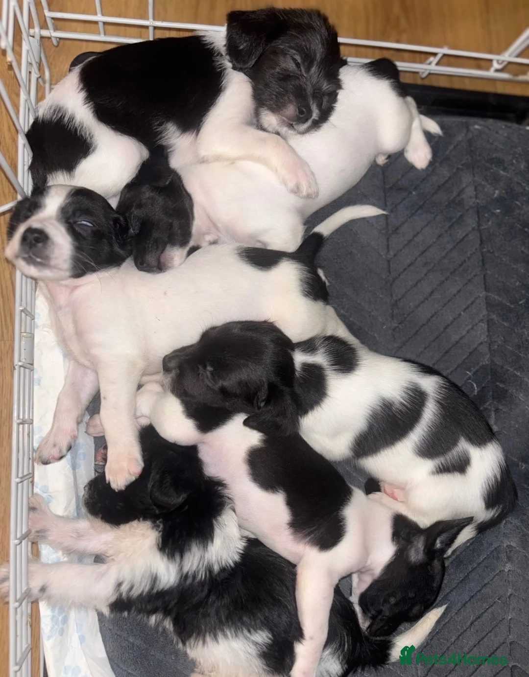 Sprocker dogs for sale: 7x Black and White Sprocker Spaniel pups in Hemel Hempstead - Advert 1