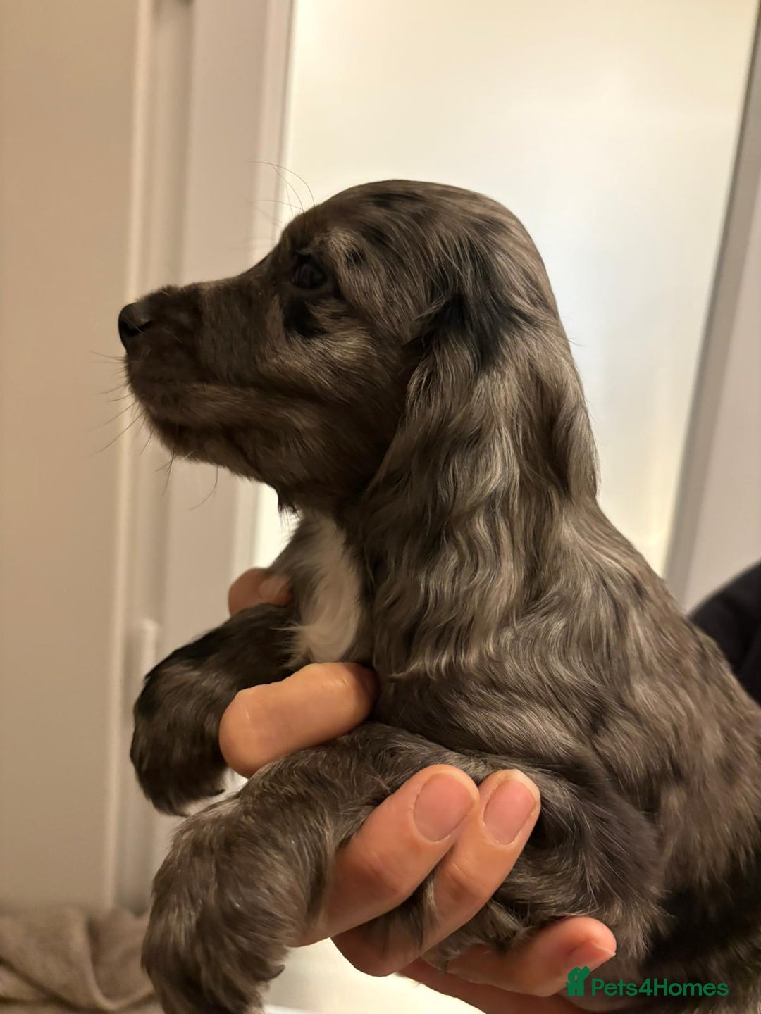 Cocker Spaniel dogs for sale: Show type KC and DNA health tested parents  - Advert 10