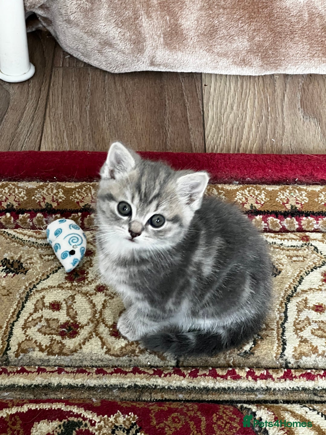 American Shorthair cats for sale: Adorable Tabby Kittens – Ready for Forever Homes - Advert 3