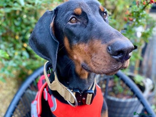 Dobermann dogs *KC REGISTERED* 9MTH MALE DOBERMAN INTACT in Darwen - Advert 5