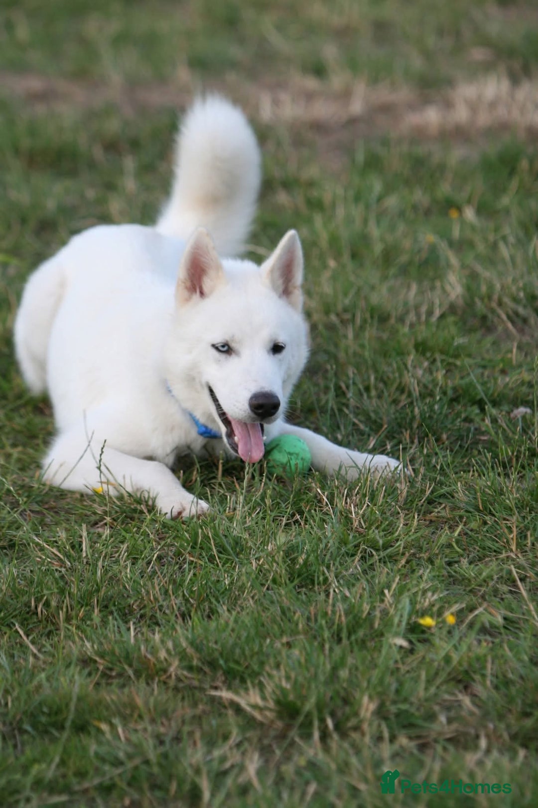 Siberian Husky dogs for sale: Friendly Siberian Husky Male - Image 1