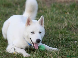 Siberian Husky dogs Stunning Pedigree Siberian Husky Male - Advert 1