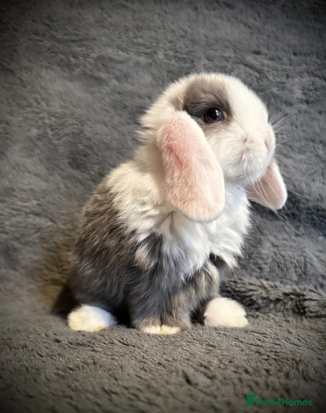 Mini Lop rabbits for sale: Mini lop bunnies  - Advert 2