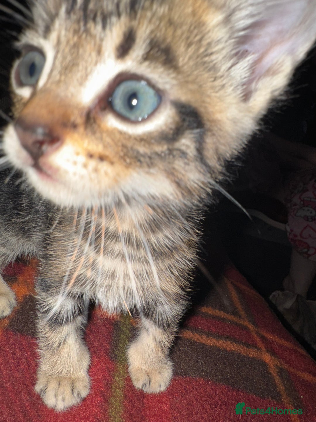 Mixed Breed cats for sale: I have 4 beautiful babies 3 boys 1 girl - Advert 7
